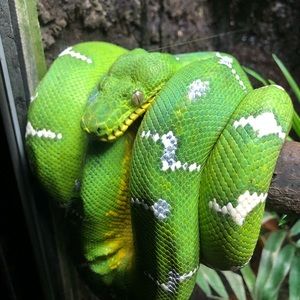 Meet your Posher, Bailey